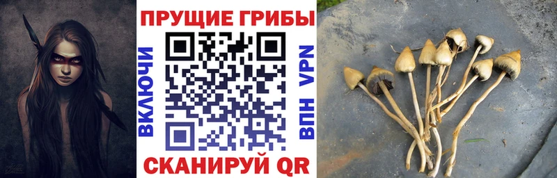 Псилоцибиновые грибы мухоморы  купить   дарк нет как зайти  Сорск 